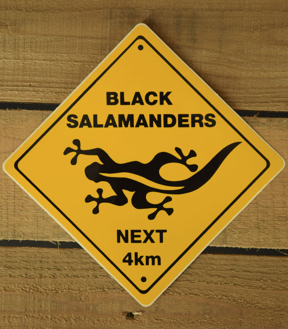 OZ155 L AMBER by Black Salamander